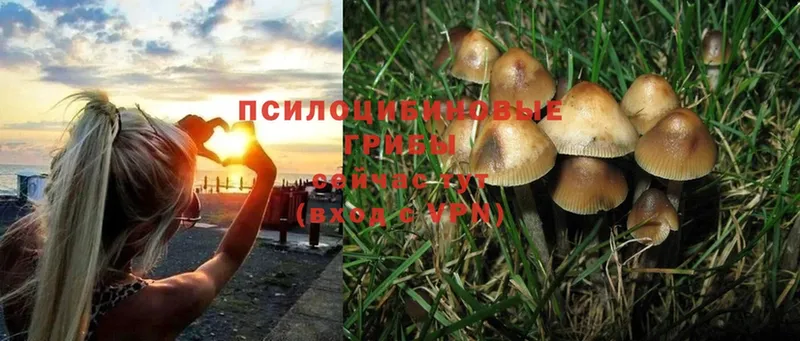 Псилоцибиновые грибы Magic Shrooms  купить наркотики сайты  Инсар 